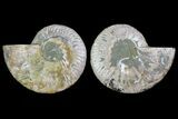 Agatized Ammonite Fossil - Agatized #144104-1